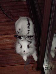 Lapin cr&eacute;tin &agrave; Caro